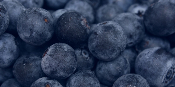 Blueberries closeup resized